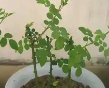 玫瑰插枝條容易活的方法