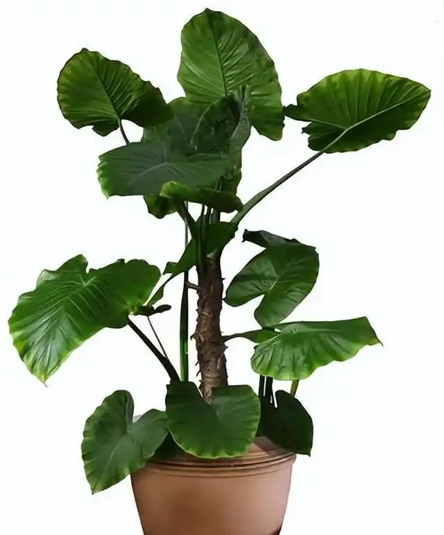 有人中毒!這種綠植在家養要注意,舔一口就中毒,有人搶救了2天