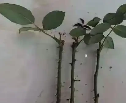 玫瑰插枝條容易活的方法