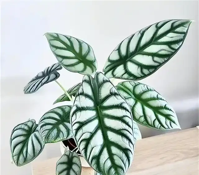 有人中毒!這種綠植在家養要注意,舔一口就中毒,有人搶救了2天