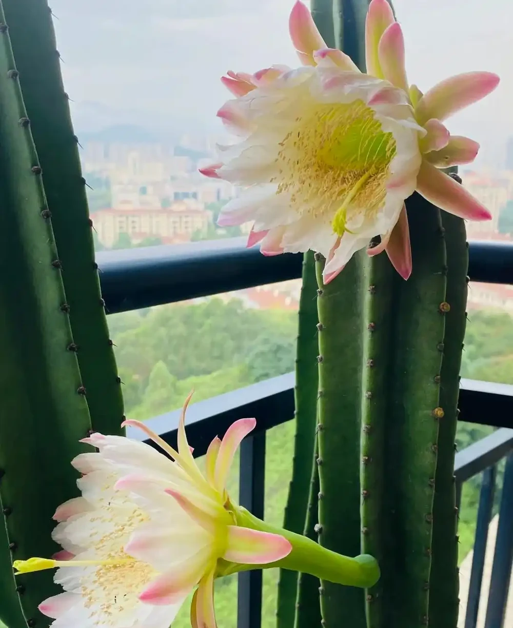 太稀奇!一80歲老大爺養的仙人掌球,送人前居然開花了,有靈性