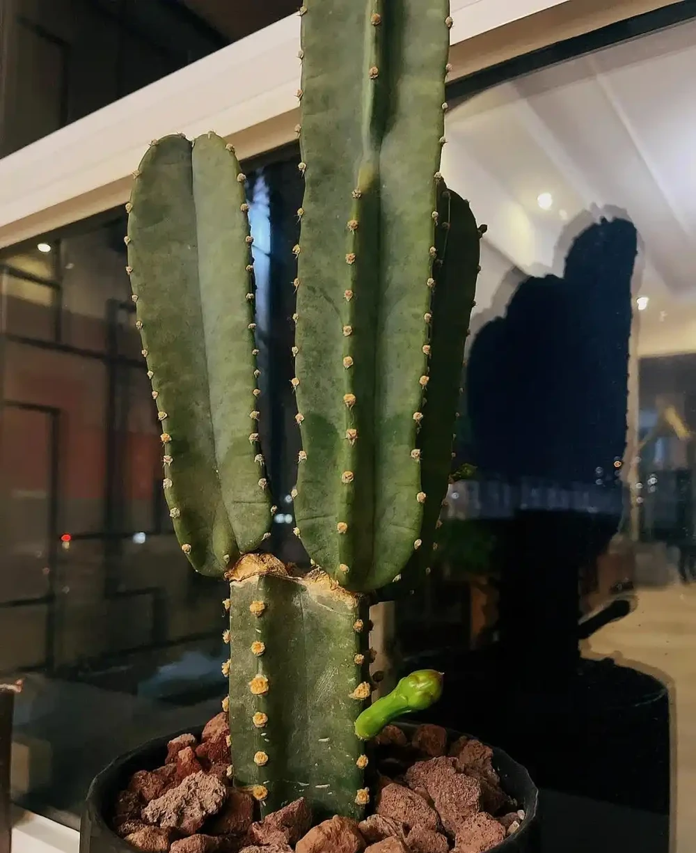 太稀奇!一80歲老大爺養的仙人掌球,送人前居然開花了,有靈性
