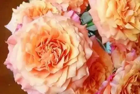 養花十餘年,推薦10款好養的玫瑰花,太漂亮了