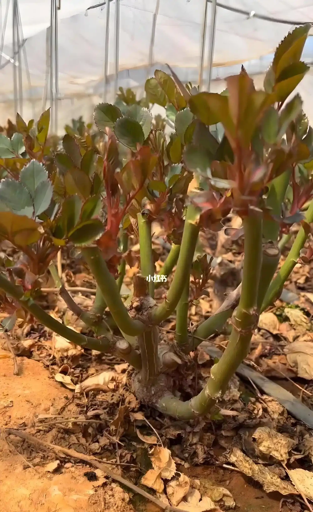 玫瑰老樁,有哪些種植方法與技巧?