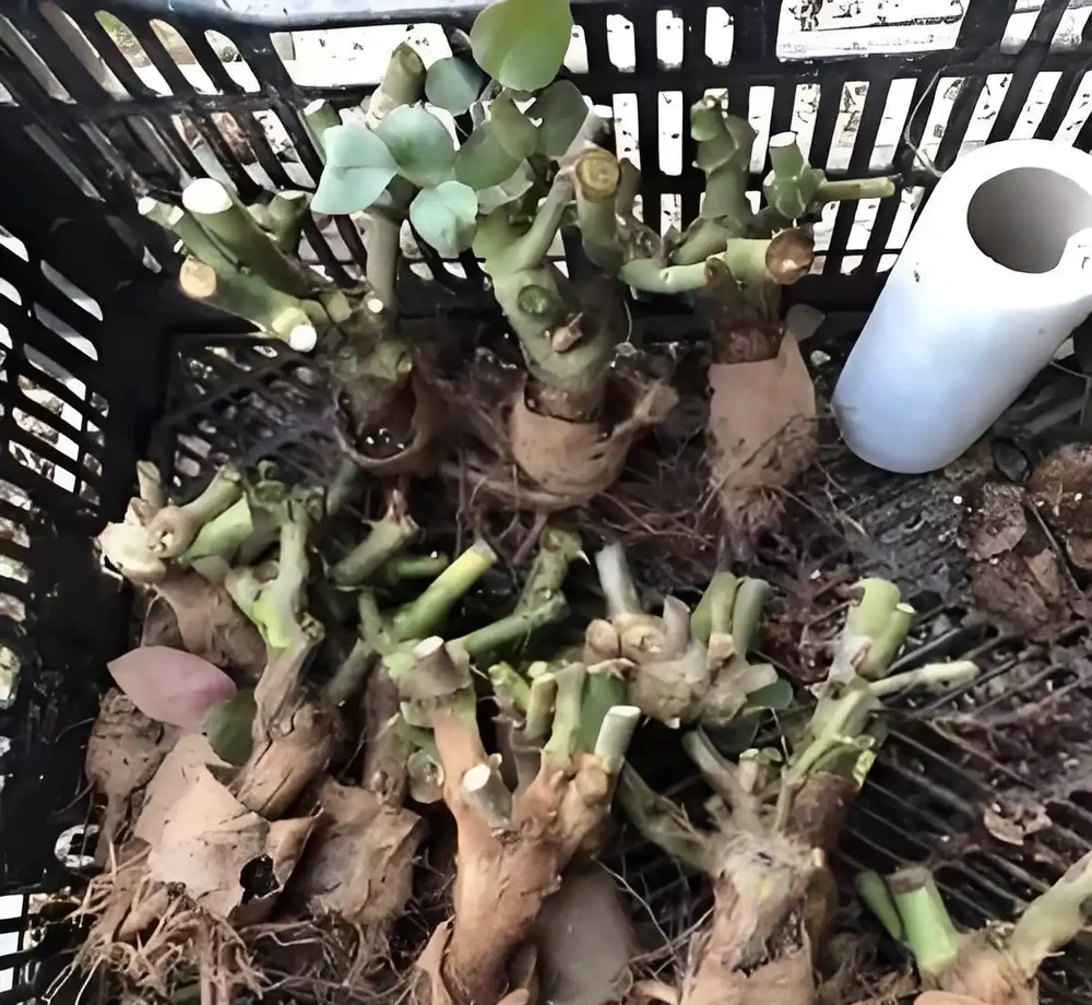 玫瑰老樁,有哪些種植方法與技巧?