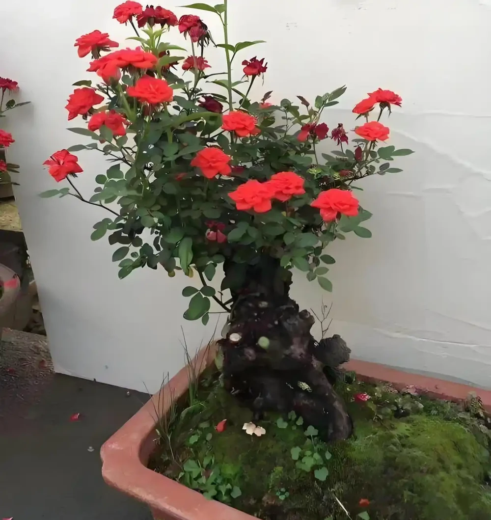 玫瑰老樁,有哪些種植方法與技巧?