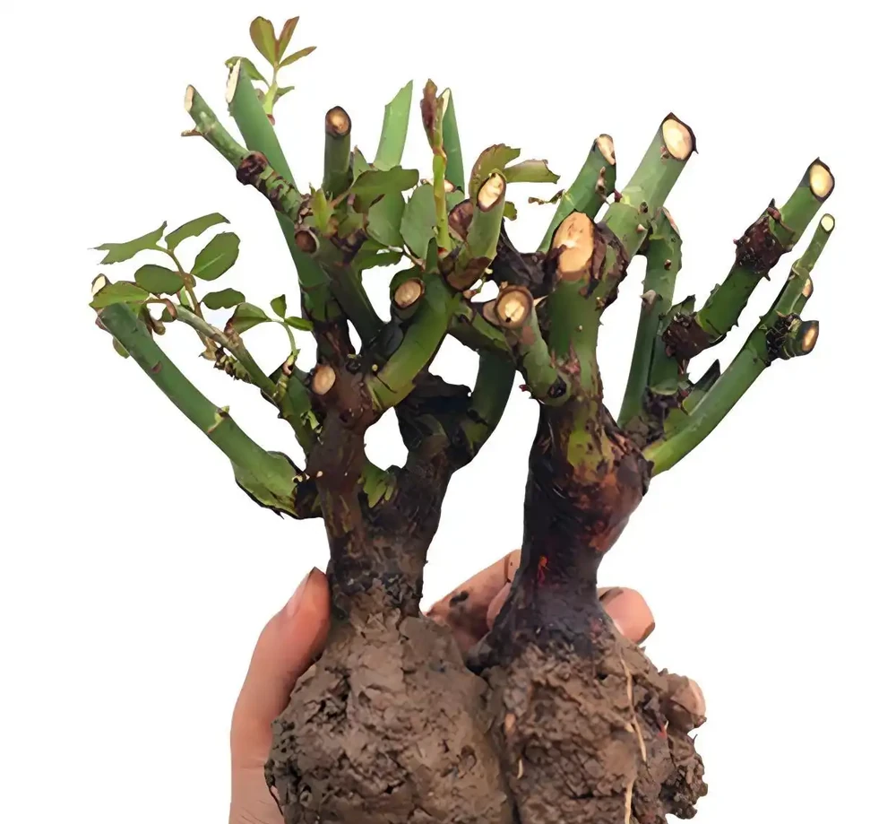 玫瑰老樁,有哪些種植方法與技巧?