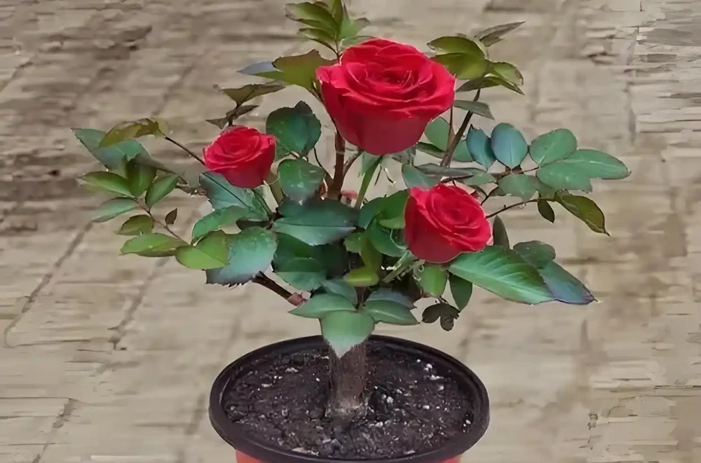 玫瑰老樁,有哪些種植方法與技巧?