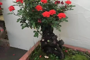 玫瑰老樁，有哪些種植方法與技巧？