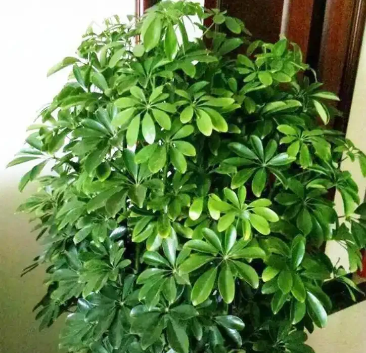 輕鬆養成招財樹:一枝變森林,零基礎也能插枝成功!