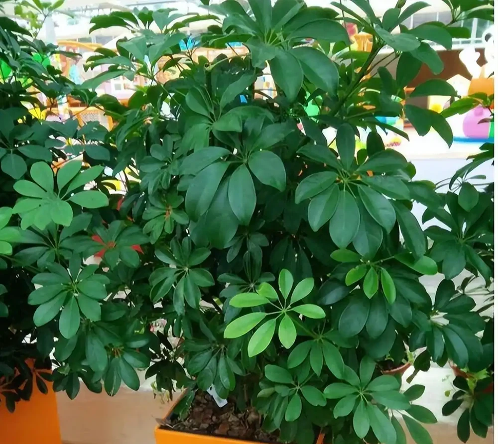 輕鬆養成招財樹:一枝變森林,零基礎也能插枝成功!