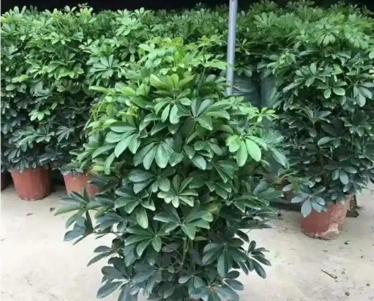 輕鬆養成招財樹:一枝變森林,零基礎也能插枝成功!