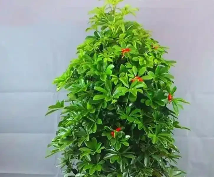 輕鬆養成招財樹:一枝變森林,零基礎也能插枝成功!