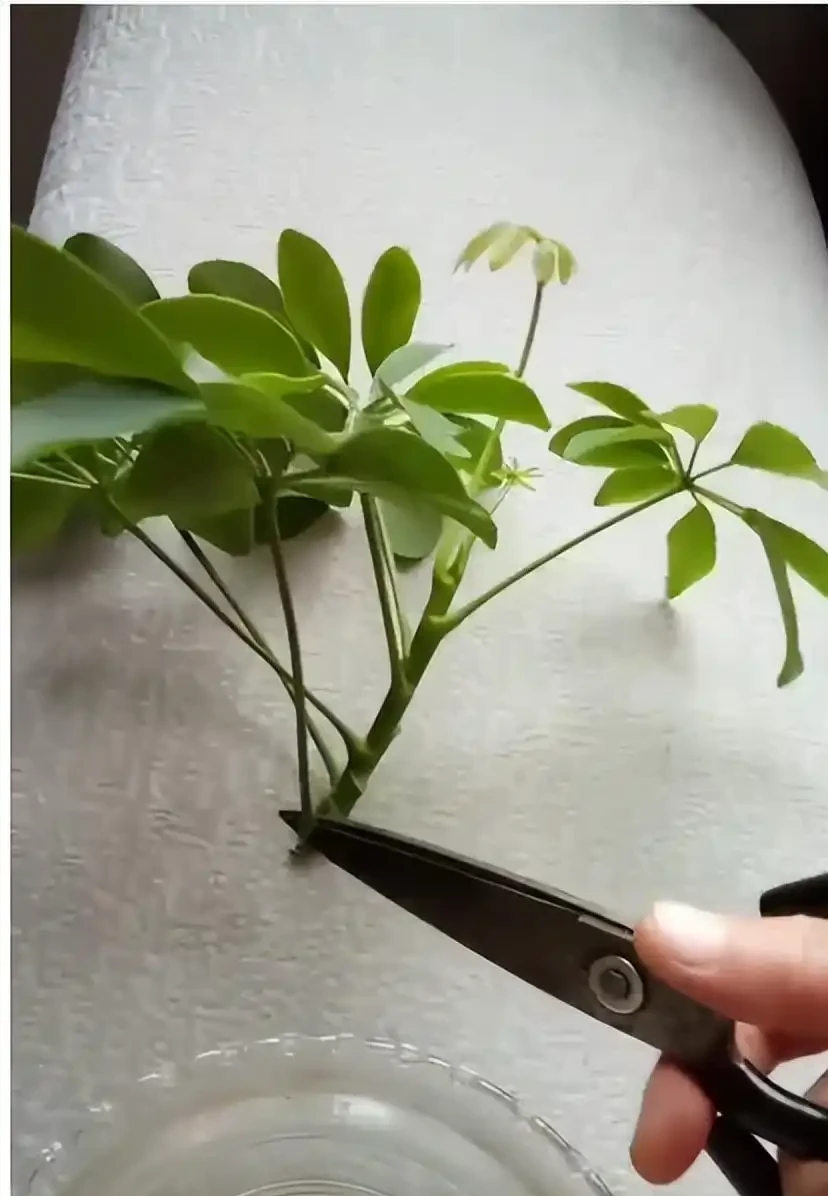 輕鬆養成招財樹:一枝變森林,零基礎也能插枝成功!