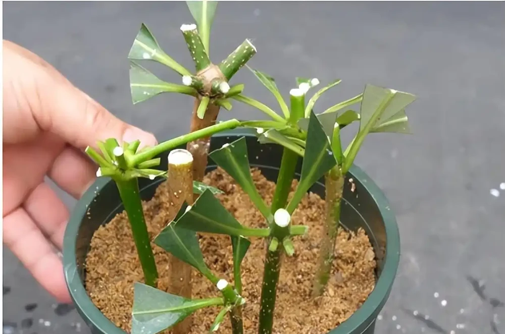輕鬆養成招財樹:一枝變森林,零基礎也能插枝成功!