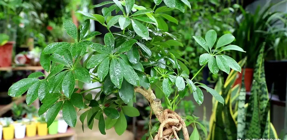 輕鬆養成招財樹:一枝變森林,零基礎也能插枝成功!