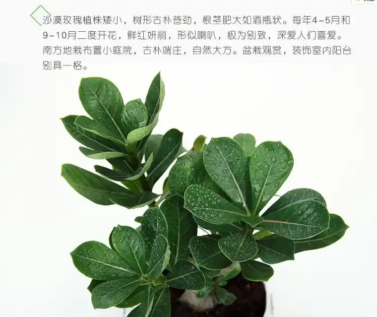 沙漠玫瑰用什麼肥料最好