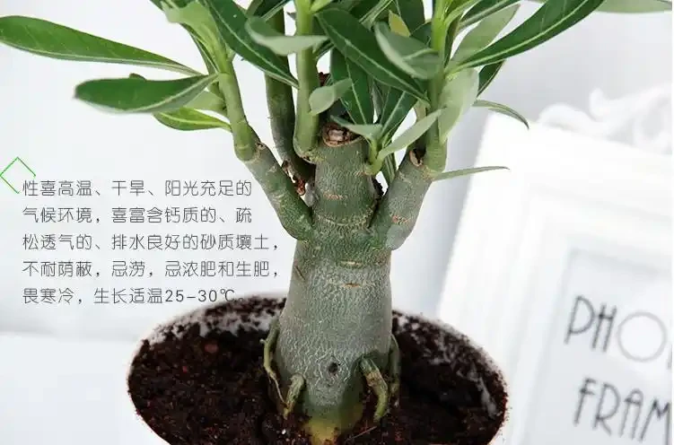 沙漠玫瑰用什麼肥料最好