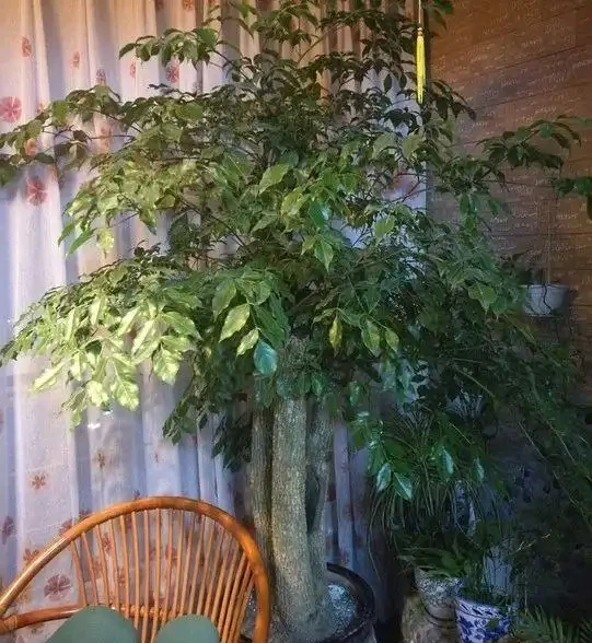 為何越來越多人棄養幸福樹?養過的人說漏嘴:這3個缺點太明顯!