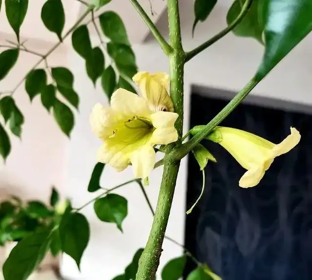 為何越來越多人棄養幸福樹?養過的人說漏嘴:這3個缺點太明顯!