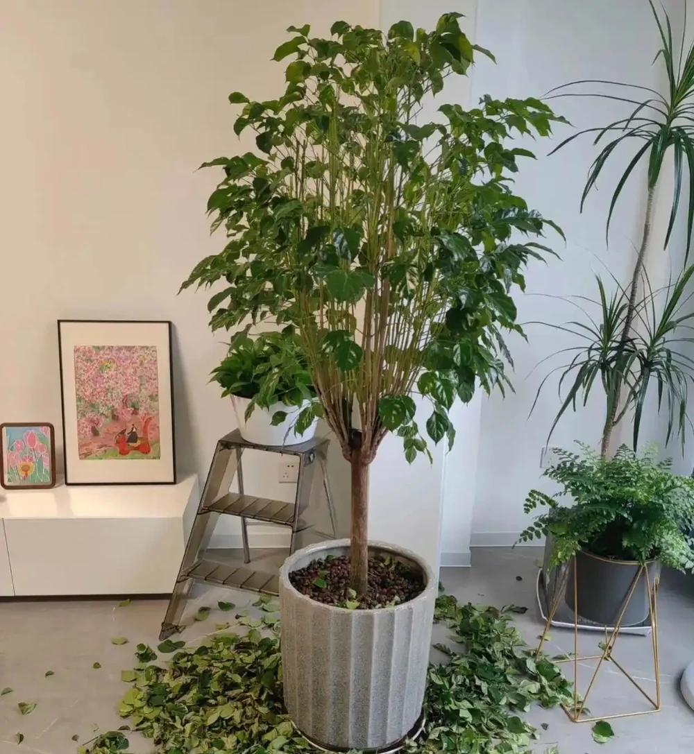 為何越來越多人棄養幸福樹?養過的人說漏嘴:這3個缺點太明顯!