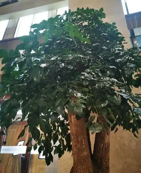 為何越來越多人棄養幸福樹?養過的人說漏嘴:這3個缺點太明顯!