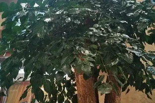 為何越來越多人棄養幸福樹？養過的人說漏嘴：這3個缺點太明顯！