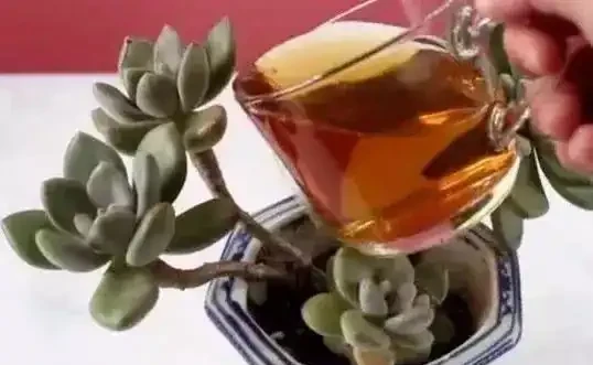 家庭養花能用淘米水、茶葉水、啤酒等澆花嗎？怎麼去做？