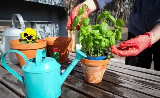 家庭養花能用淘米水、茶葉水、啤酒等澆花嗎？怎麼去做？