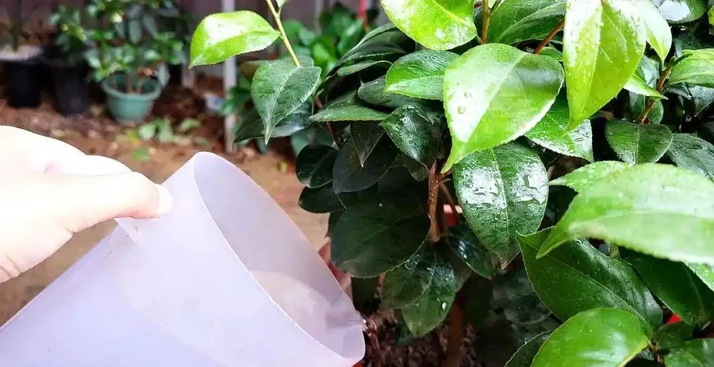 家庭養花能用淘米水、茶葉水、啤酒等澆花嗎？怎麼去做？