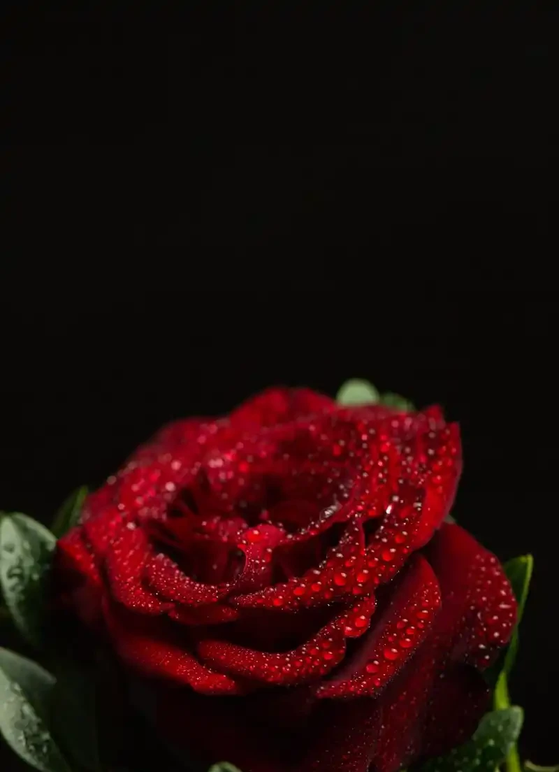 玫瑰花葉子發黃乾枯怎麼辦