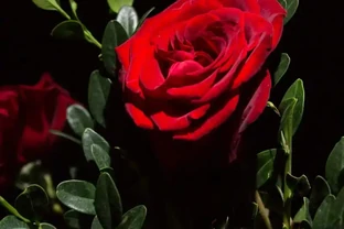 玫瑰花葉子發黃乾枯怎麼辦