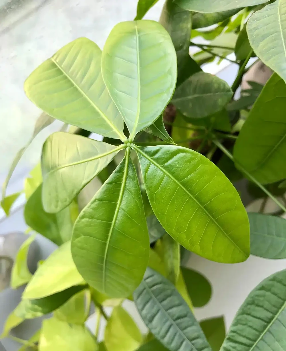 鵝掌藤葉子枯黃落葉怎麼辦?這麼做,還能救回來繼續長
