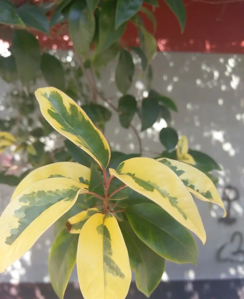 鵝掌藤葉子枯黃落葉怎麼辦？這麼做，還能救回來繼續長