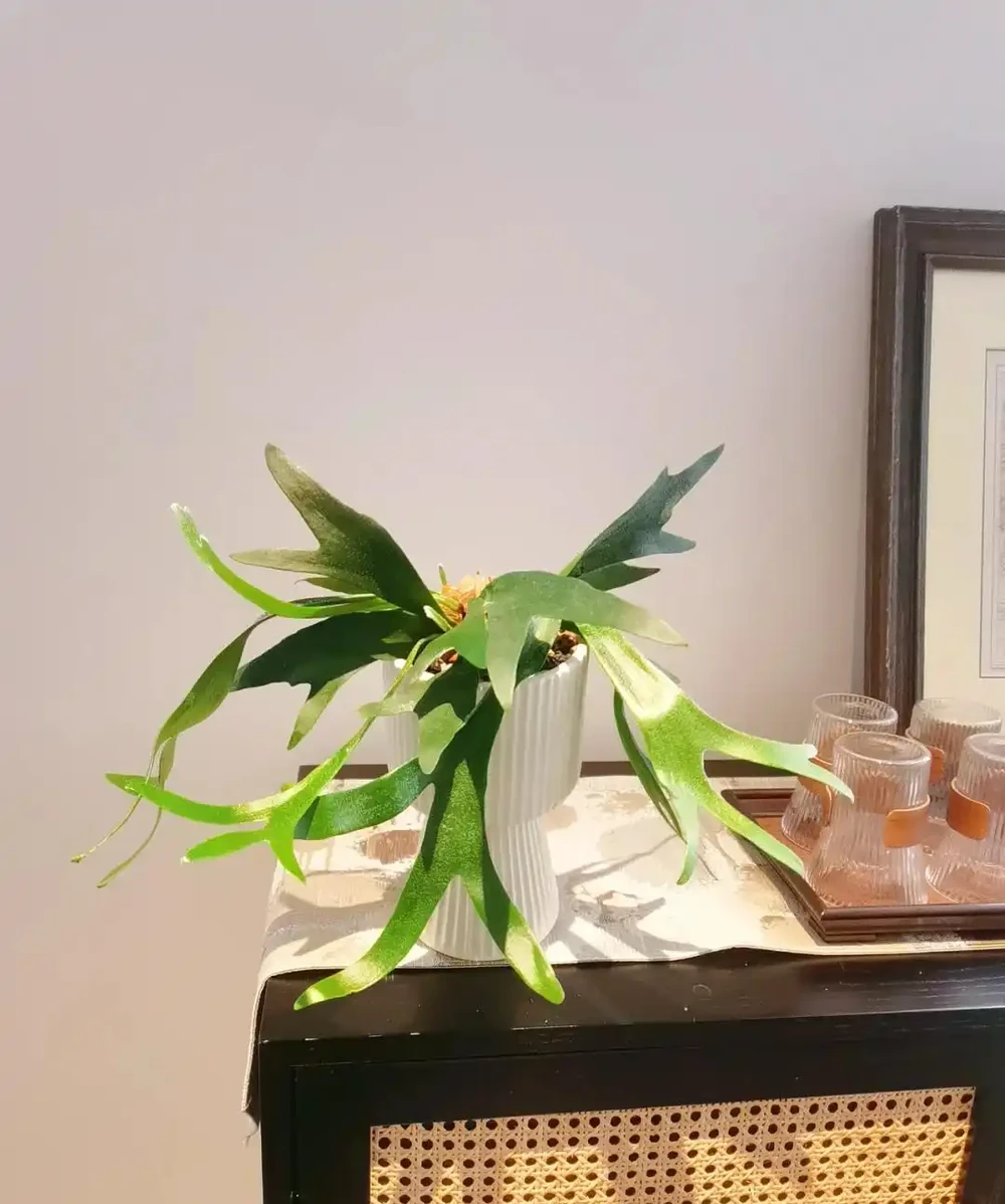 客廳養花別隨意，養盆大綠植，真的「有好處」！推薦10種