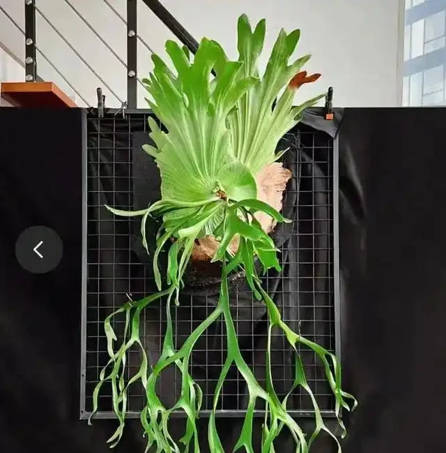 客廳養花別隨意，養盆大綠植，真的「有好處」！推薦10種