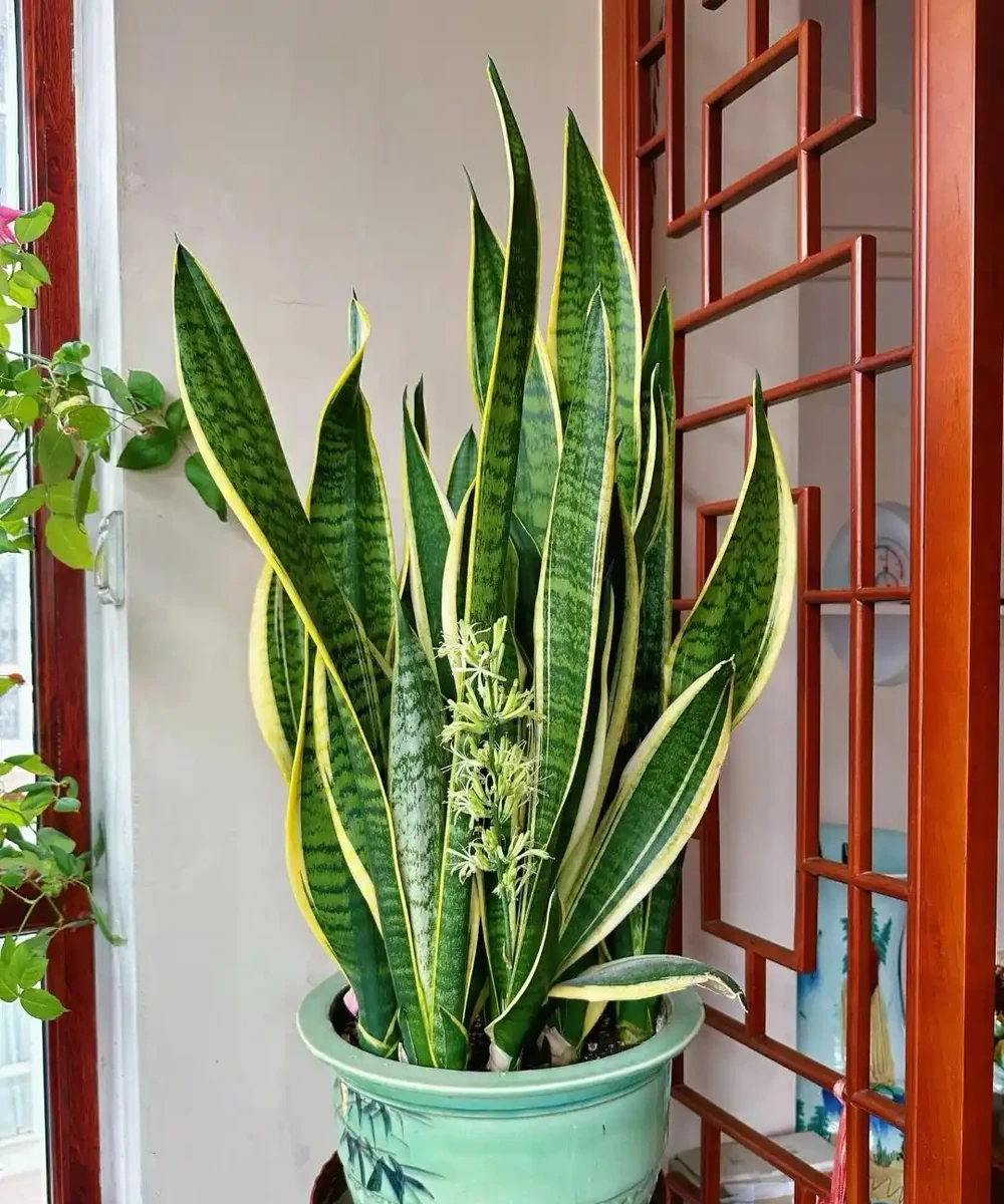客廳養花別隨意，養盆大綠植，真的「有好處」！推薦10種