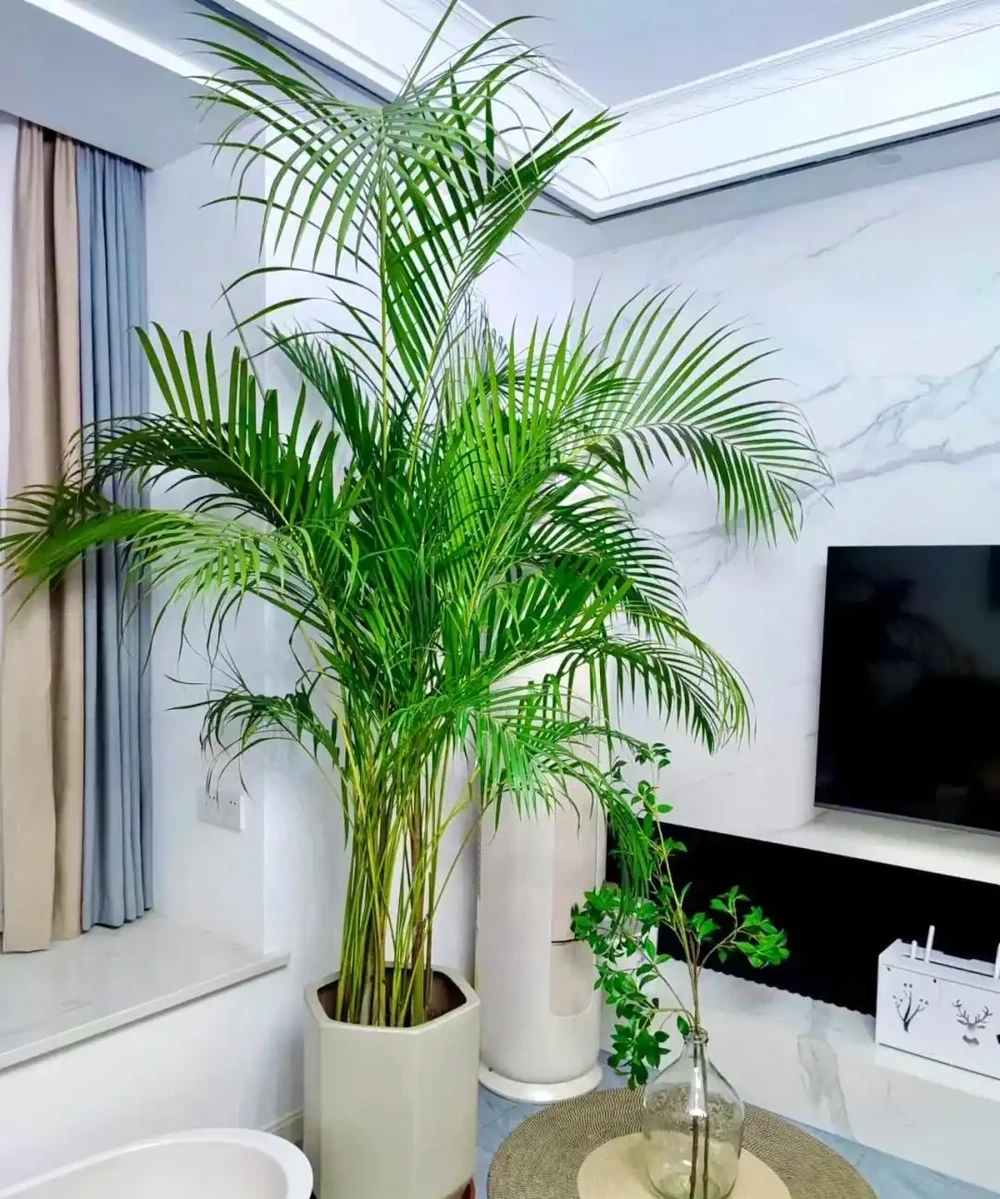 客廳養花別隨意，養盆大綠植，真的「有好處」！推薦10種