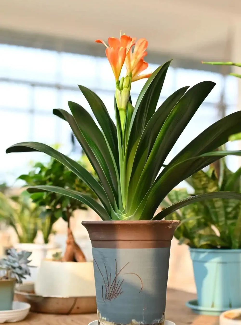客廳養花別隨意，養盆大綠植，真的「有好處」！推薦10種