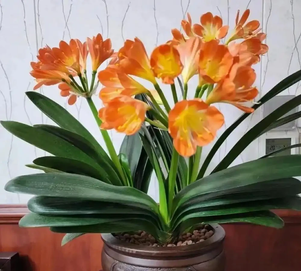 客廳養花別隨意，養盆大綠植，真的「有好處」！推薦10種