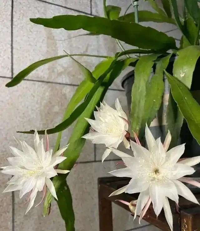 客廳養花別隨意，養盆大綠植，真的「有好處」！推薦10種