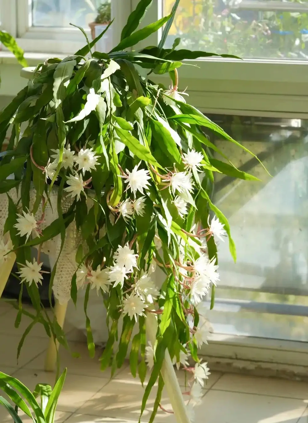客廳養花別隨意，養盆大綠植，真的「有好處」！推薦10種