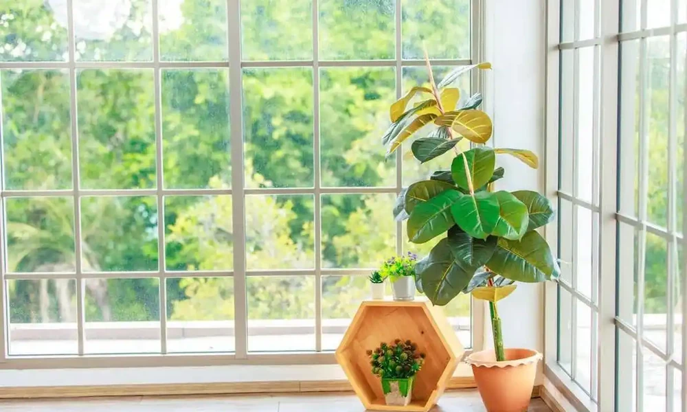客廳養花別隨意，養盆大綠植，真的「有好處」！推薦10種