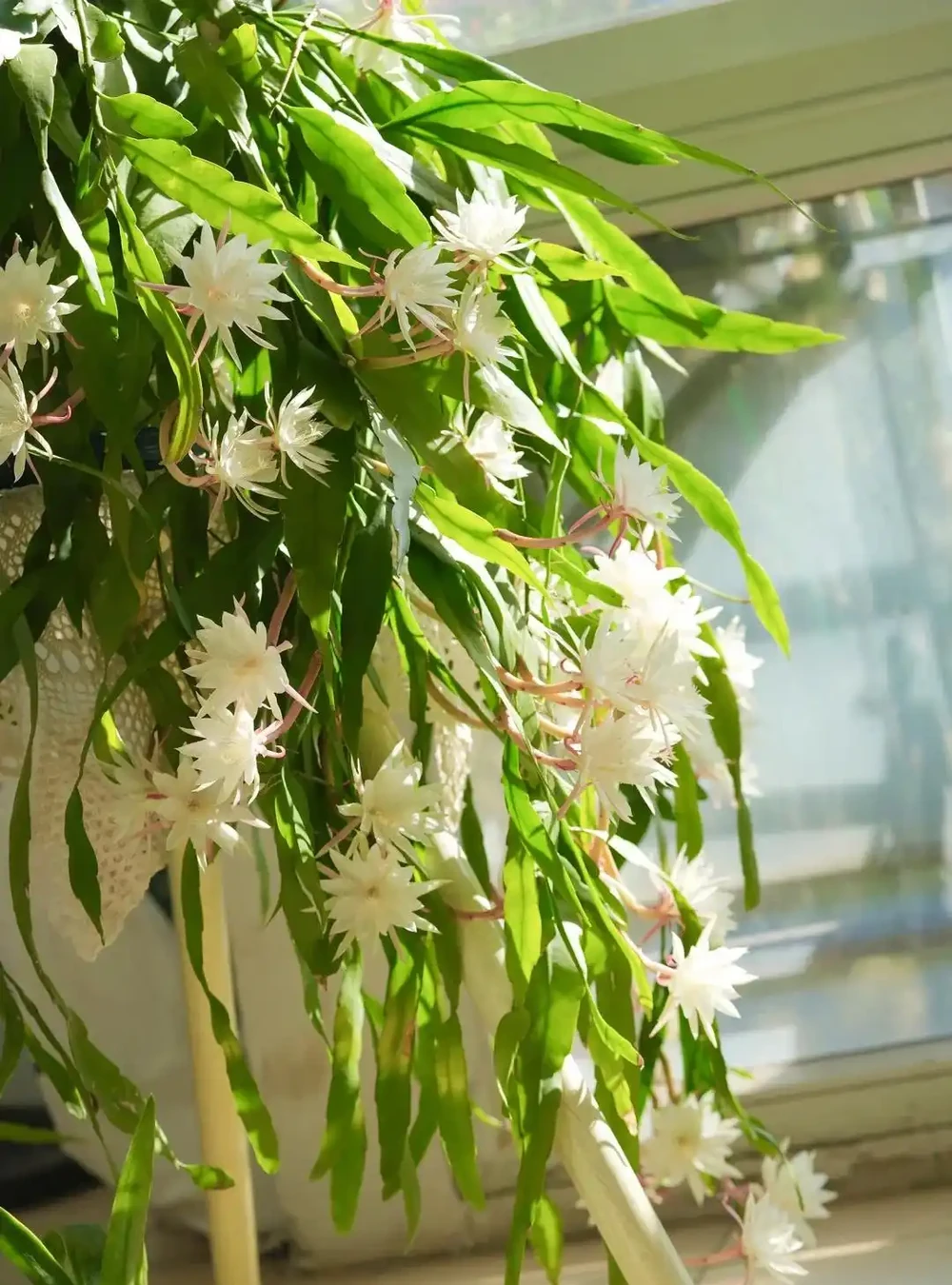 客廳養花別隨意，養盆大綠植，真的「有好處」！推薦10種