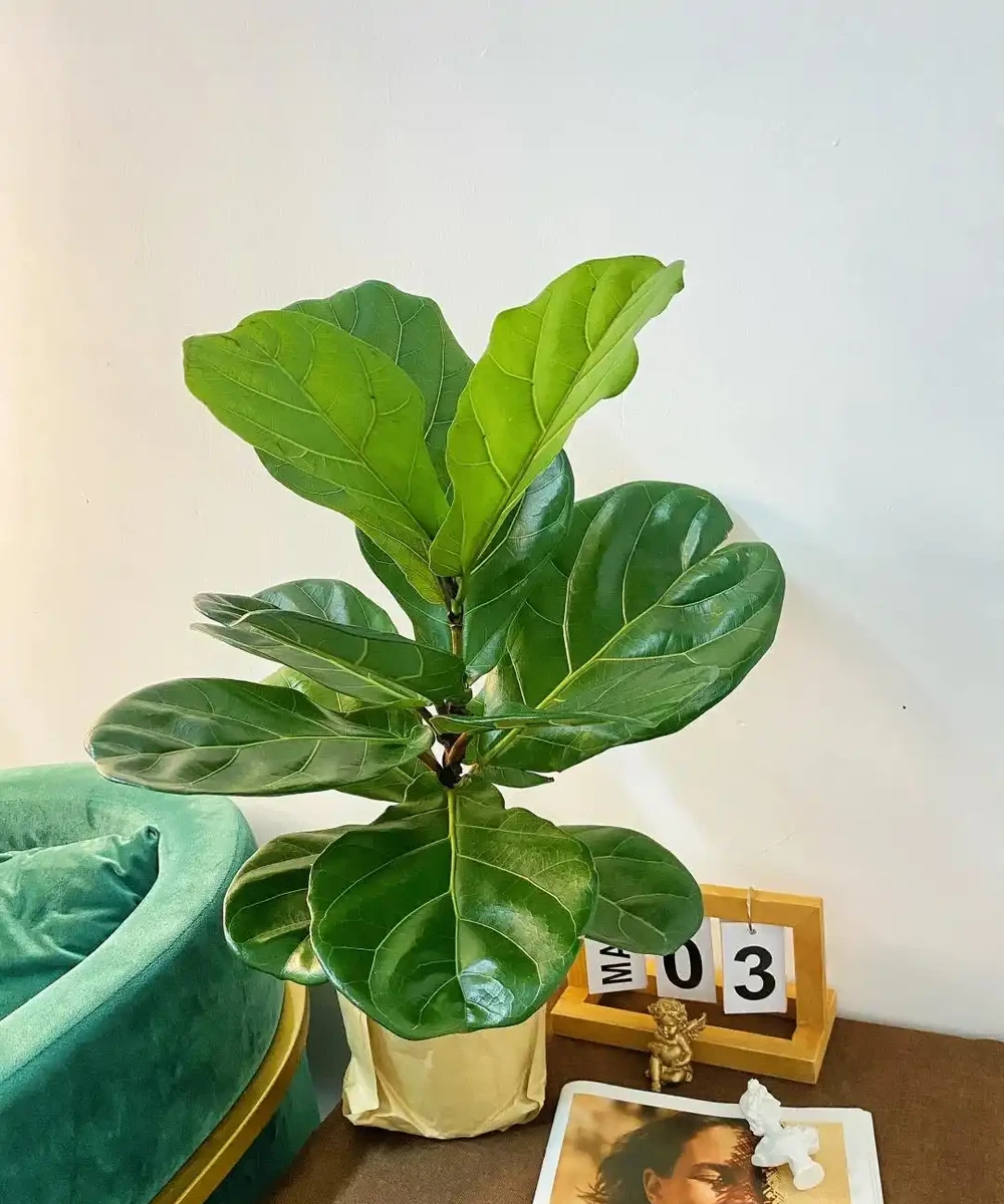 客廳養花別隨意，養盆大綠植，真的「有好處」！推薦10種