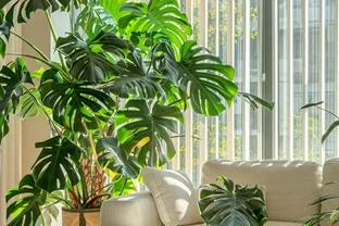 客廳養花別隨意，養盆大綠植，真的「有好處」！推薦10種