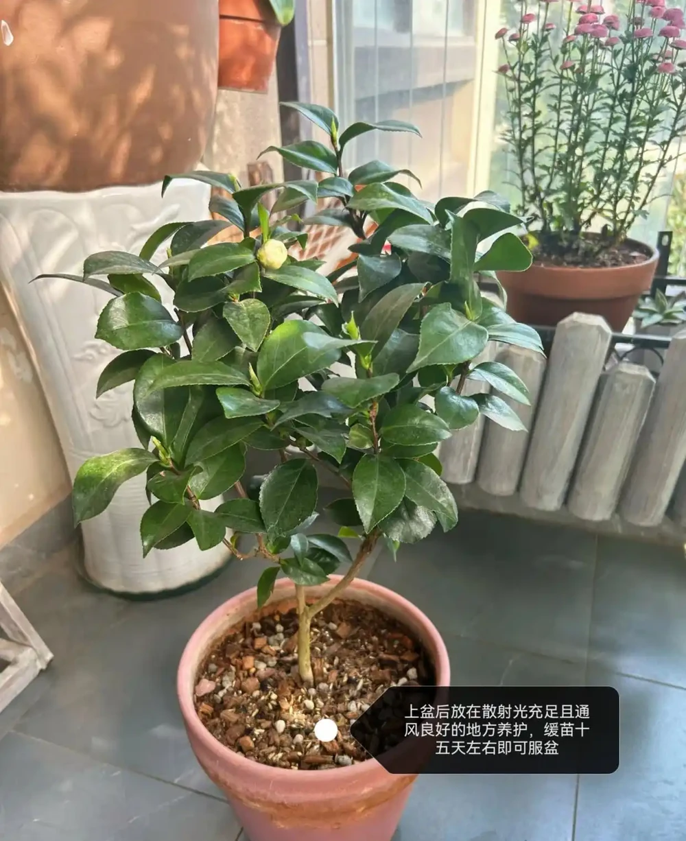 茶花葉片一碰就掉?主要是3個原因引起的,對症解決還能救