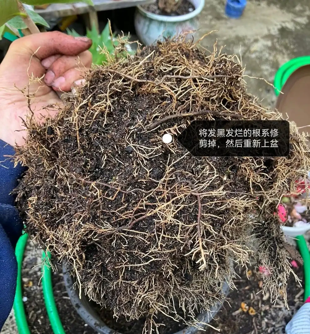 茶花葉片一碰就掉?主要是3個原因引起的,對症解決還能救