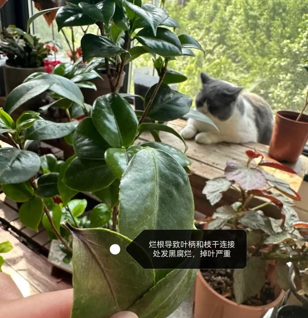 茶花葉片一碰就掉?主要是3個原因引起的,對症解決還能救