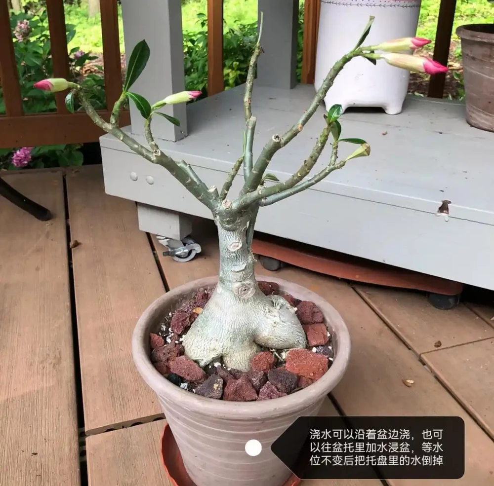 沙漠玫瑰葉子發黃脫落怎麼回事?主要有3個原因,對症進行解決